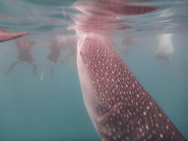 китовые акулы на Филиппинах