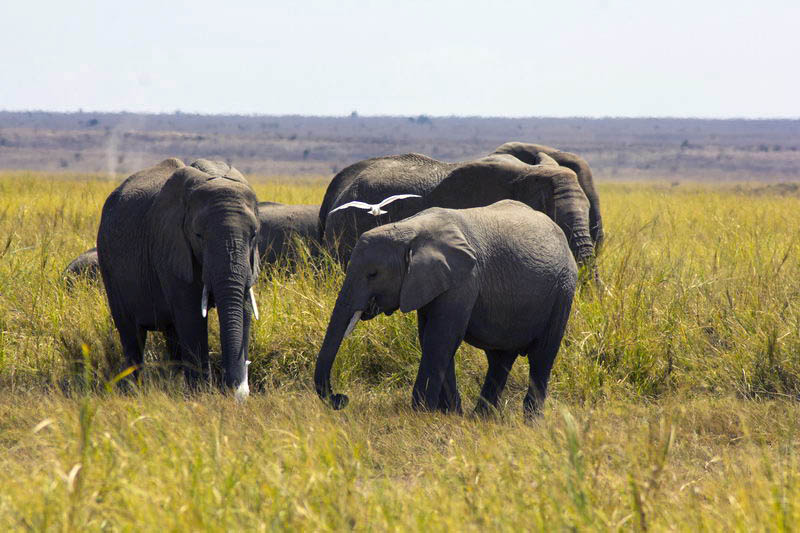 Слоны на сафари в Амбосели