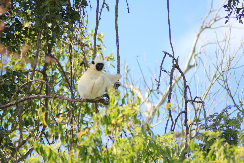 полностью белая сифака ван-дер-Декена, такие встречаются только в окрестностях парка Цинги, Мадагаскар