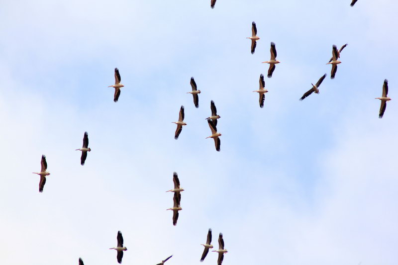 Пеликаны в полете