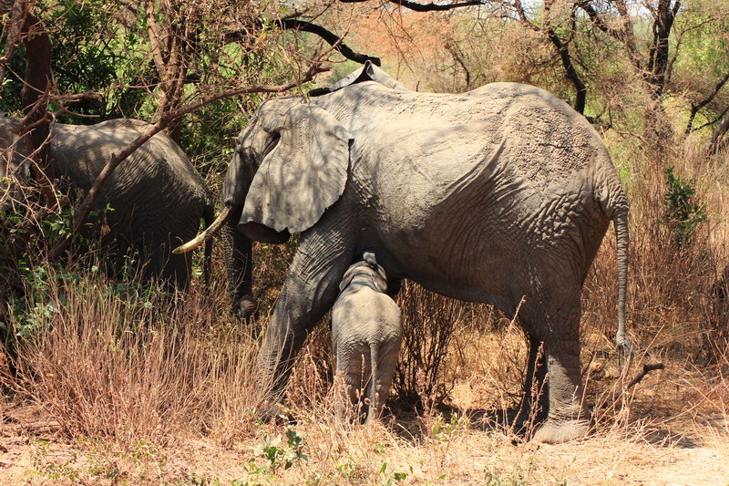 Слониха со слоненком, Маньяра, Танзания