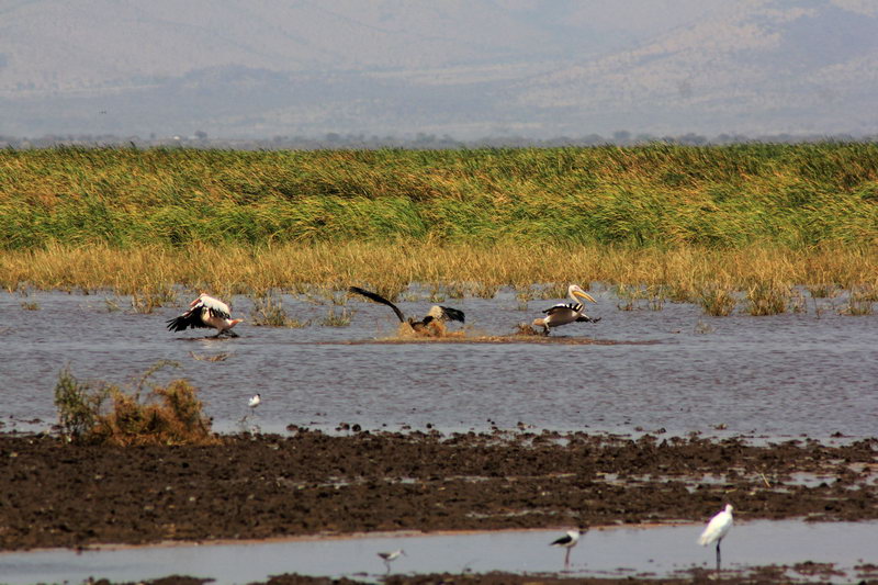 Пеликаны на озере Маньяра