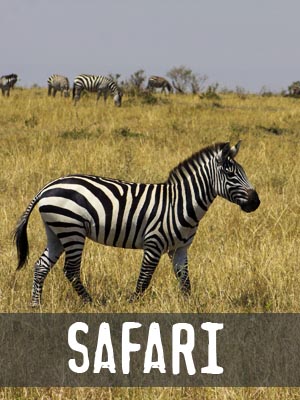 Сафари в Африке