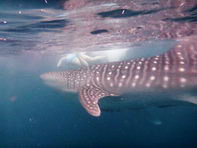 Филиппины китовые акулы