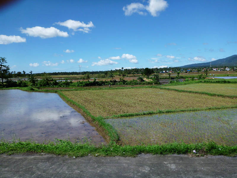 Филиппины, рисовые поля