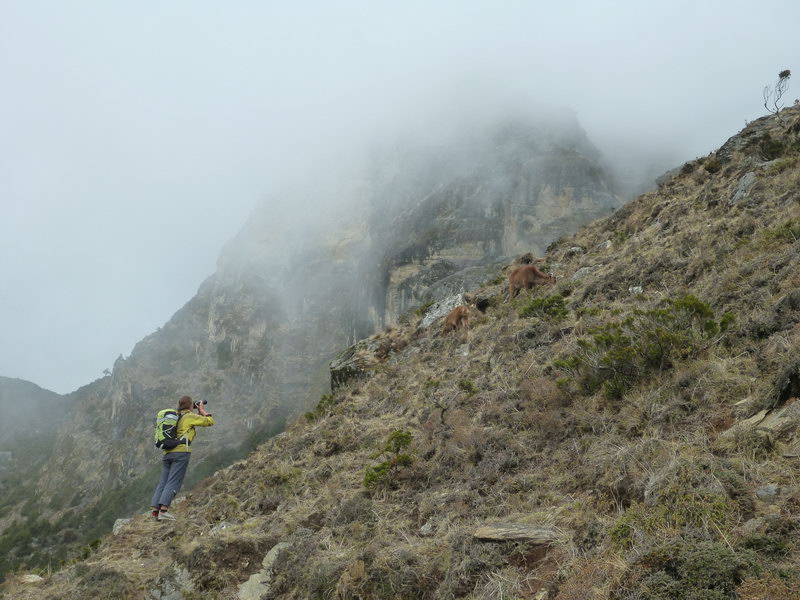 Трек к базовому лагерю Эвереста, Намче Базар - Фортзе Тенга