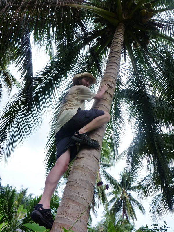 Филиппины остров Себу кокосы