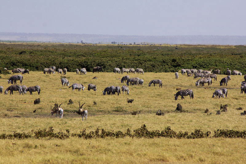 Стада зебр и антилоп на сафари
