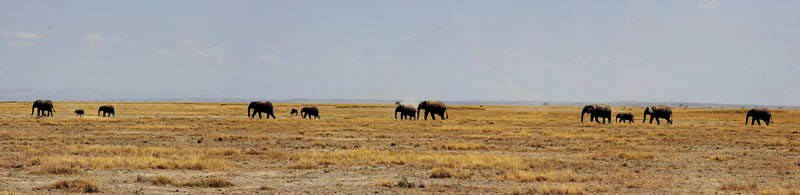 Слоны в Амбосели