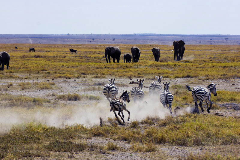 слоны и зебры в Амбосели, Кения