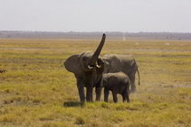 Национальный парк Амбосели - царство слонов, Кения