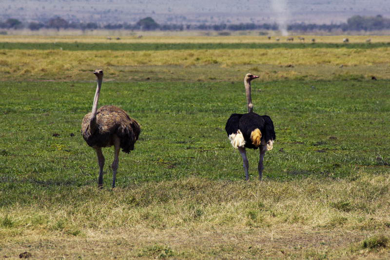 Африканский страус в саванне
