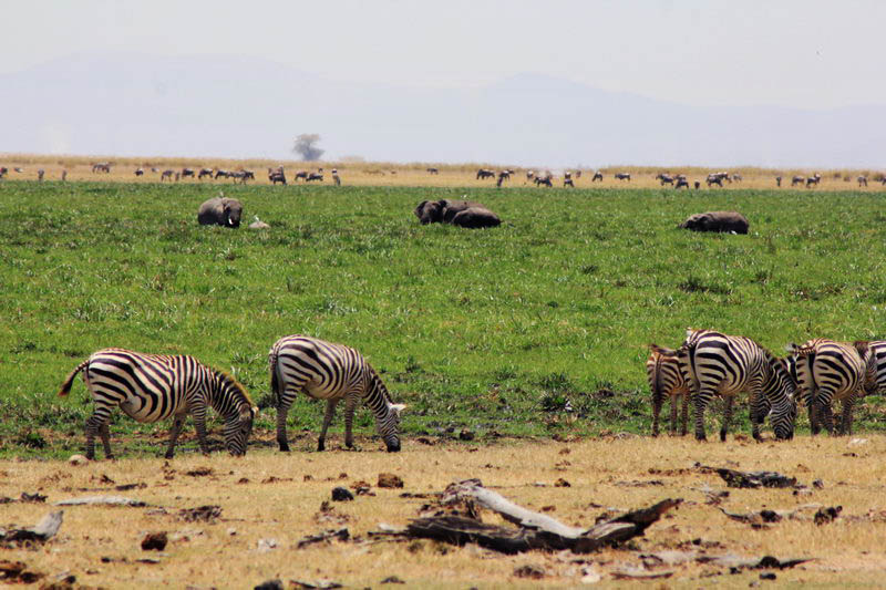 Зебры и слоны в национальном парке Амбосели, Кения