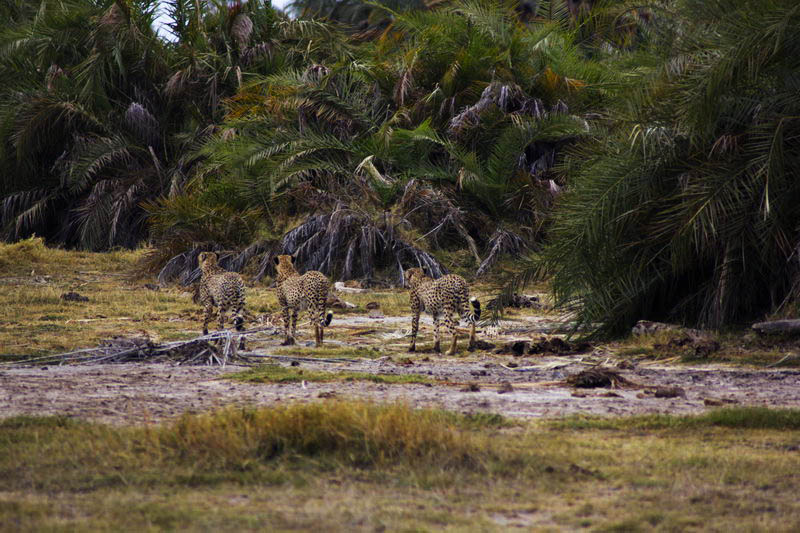 Гепарды в буше Амбосели, Кения