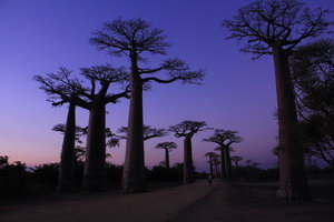 Аллея баобабов на закате, Мадагаскар