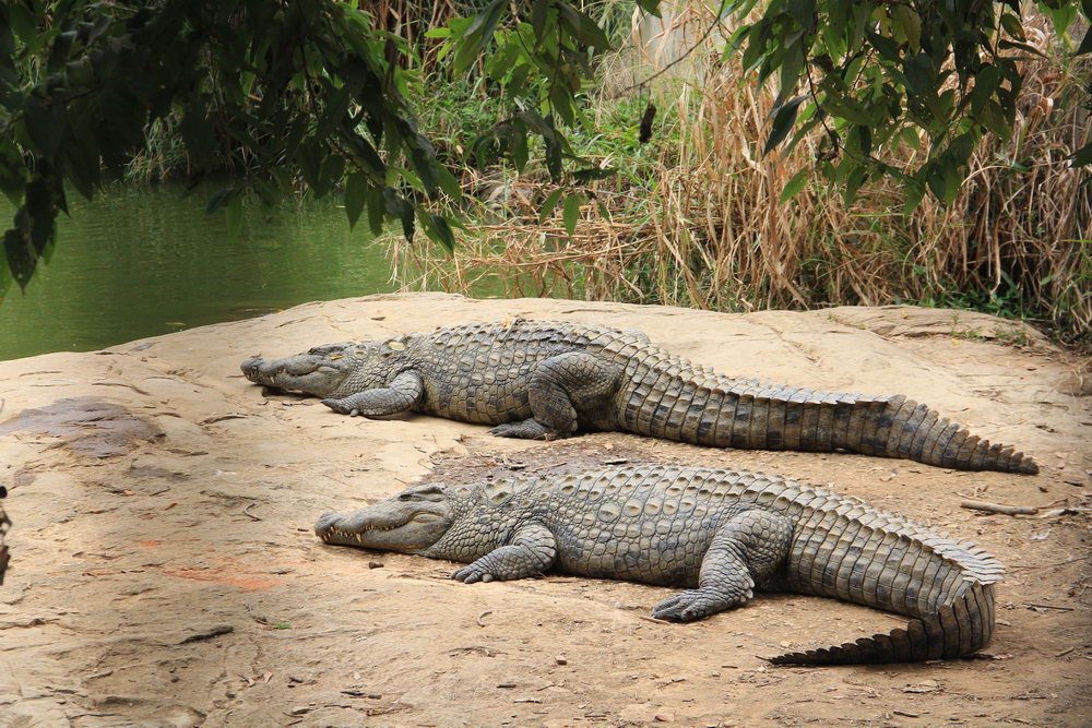 Крокодиловая ферма недалеко от Антананариву