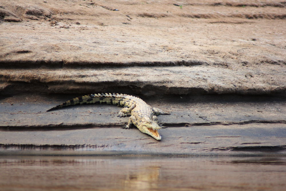 Крокодил на берегу реки Цирибина. Планирование самостоятельного путешествия на Мадагаскар