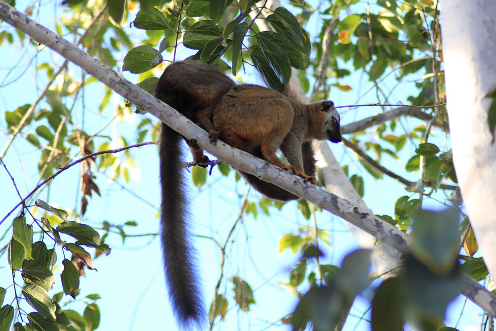 Коричневые лемуры в ветвях деревьев, Мадагаскар