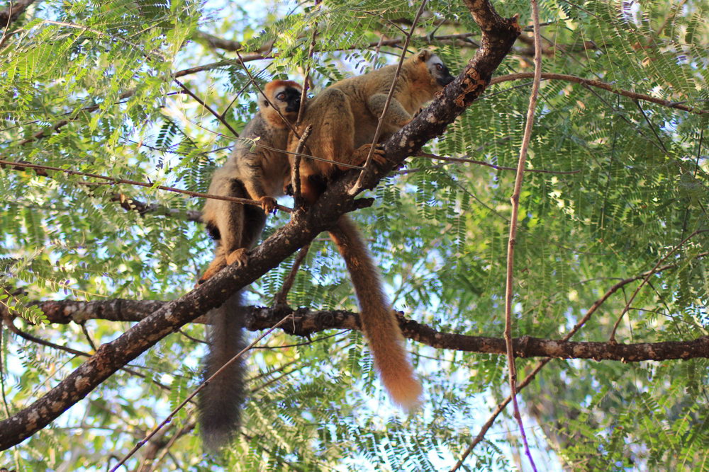 Самки коричневого лемура завтракают зелеными листьями в кронах деревьев, лес Киринди, Мадагаскар