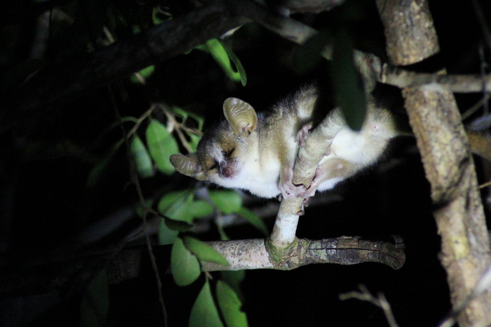 Ночной мышинный лемур, лес Киринди, Мадагаскар