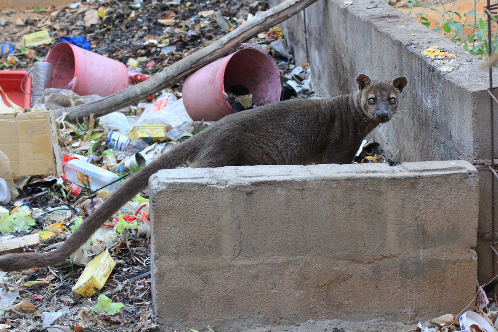 Крупнейший хищник мадагаскара - фосса на мусорники, Киринди лодж