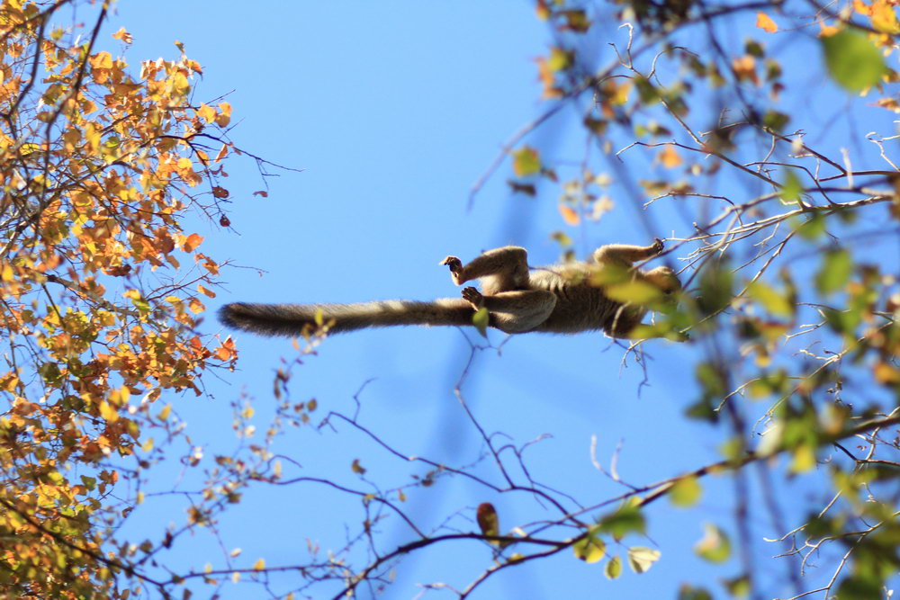Летающие над головой лемуры, такое возможно только на Мадагаскаре