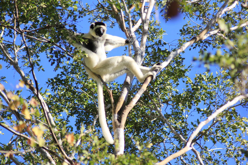 Сифака верро сидит развалившись в ветвях дерева, лес Киринди, Мадагаскар