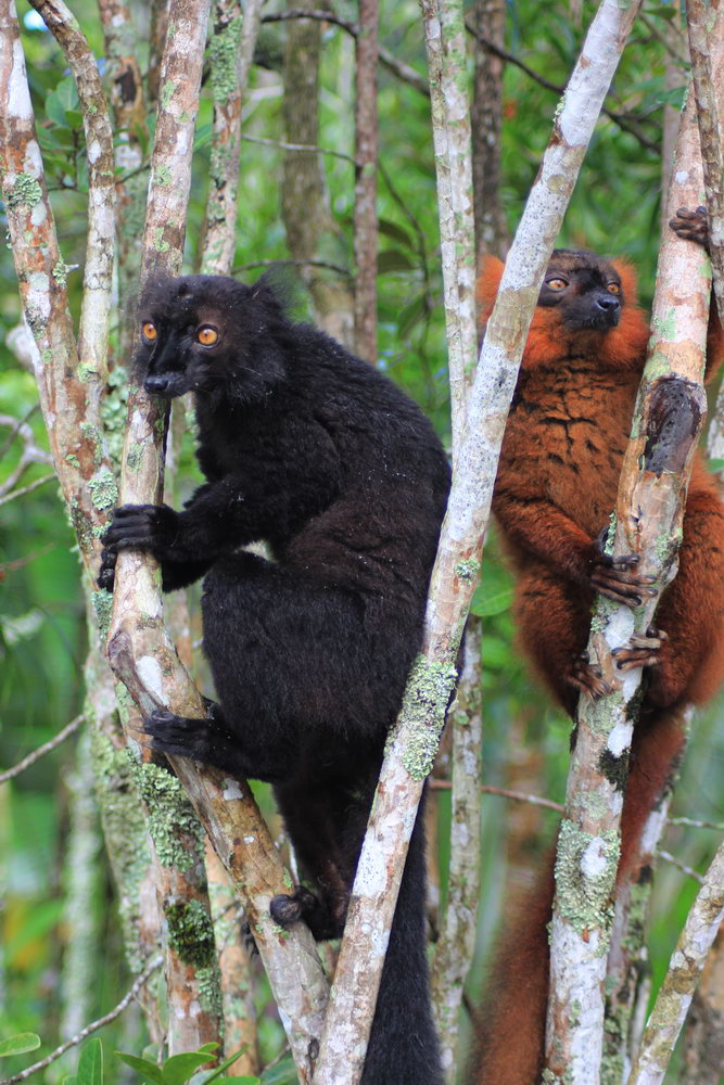 Самец и самка лемура макако-макако, отель Пальмариум, Мадагаскар
