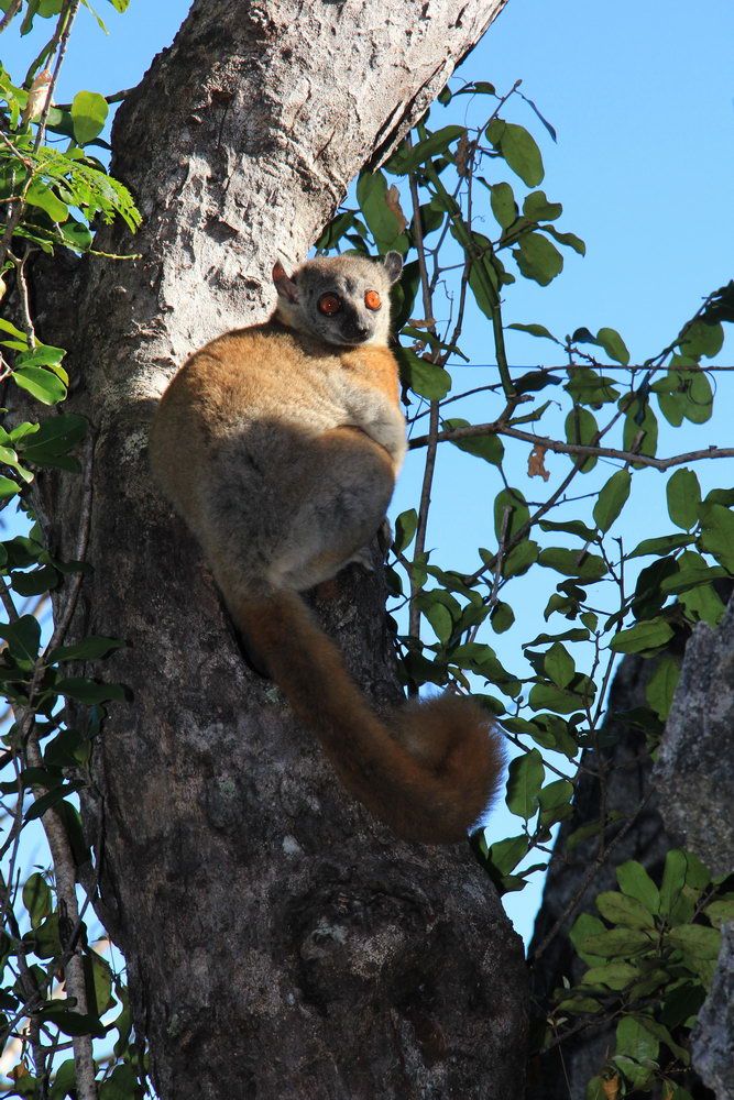 краснохвостый ночной лемур, национальный парк Цинги де Бемараха, каменный лес, Мадагаскар