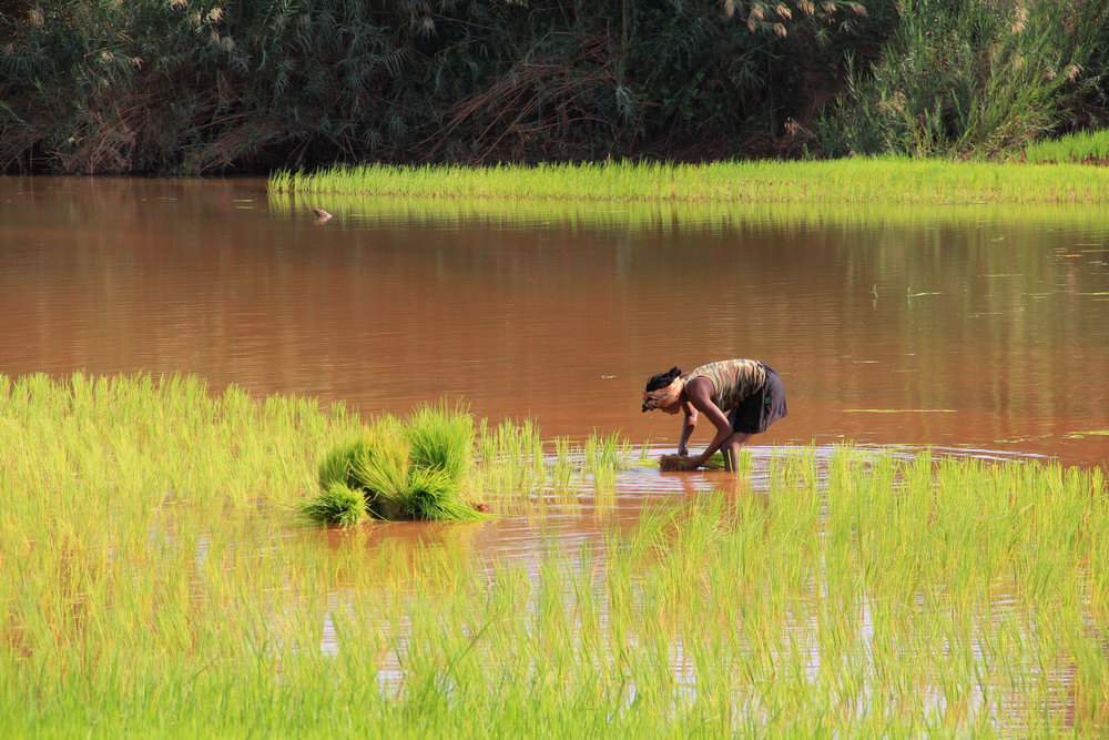 Посадка риса в пойме реки, Мадагаскар