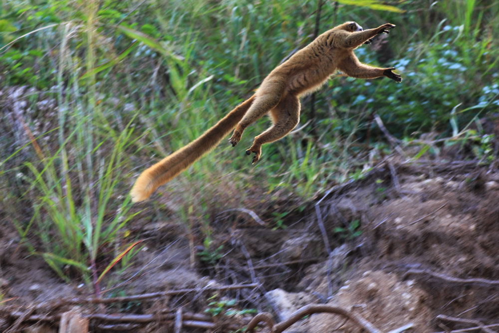 Коричневый лемур в прыжке, сплав по реке Цирибина, Мадагаскар