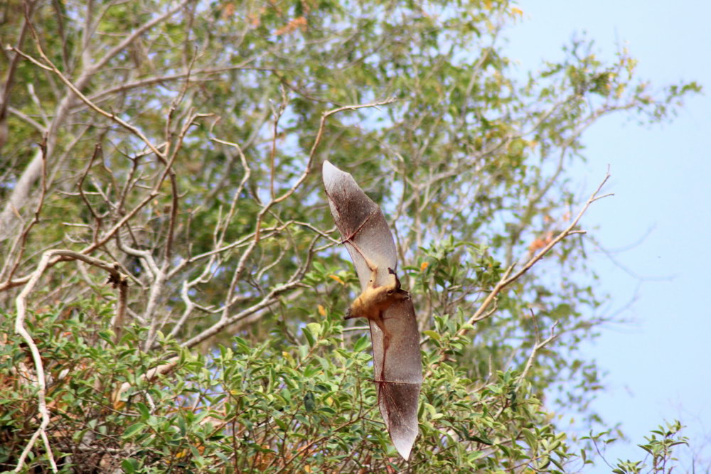 Редко можно увидеть полет летучей лисицы днем, сплав по реке Цирибина, Мадагаскар