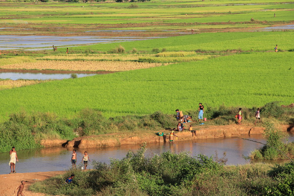 Рисовые поля Ансирараки, Мадагаскар