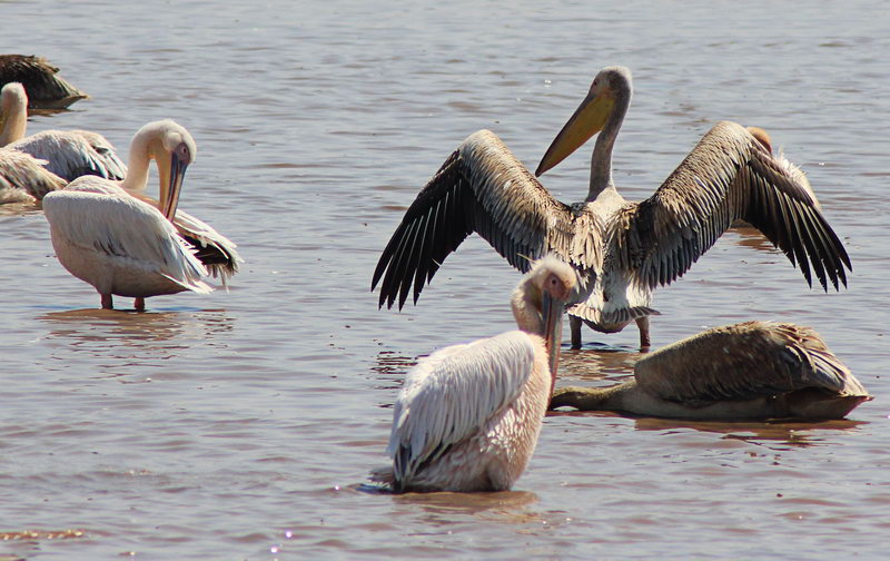 Красивые пеликаны