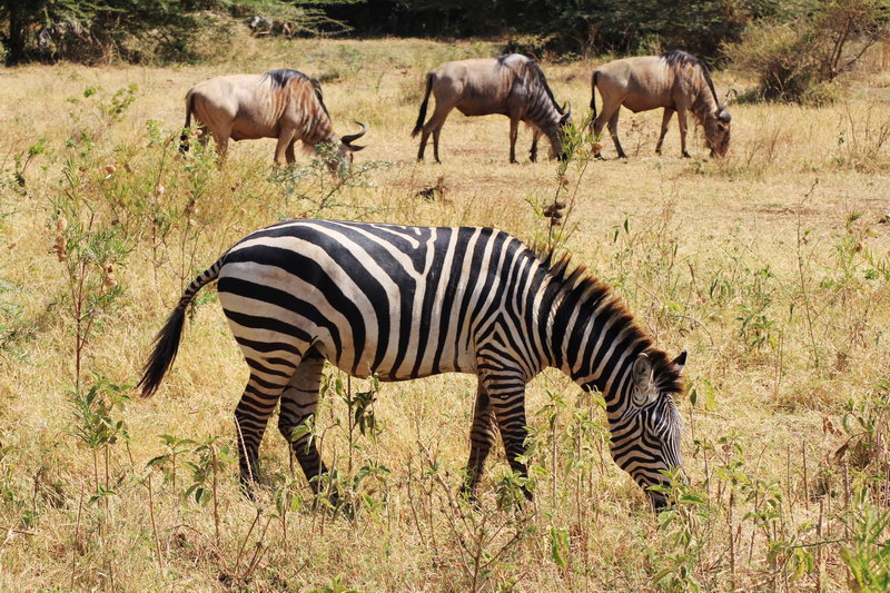 Зебра и антилопы гну в парке озеро Маньяра