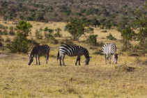 Сафари в национальном парке Масаи-Мара, Кения