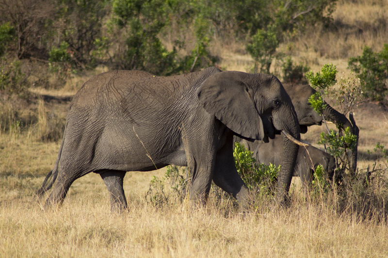 слоны на сафари в Африке