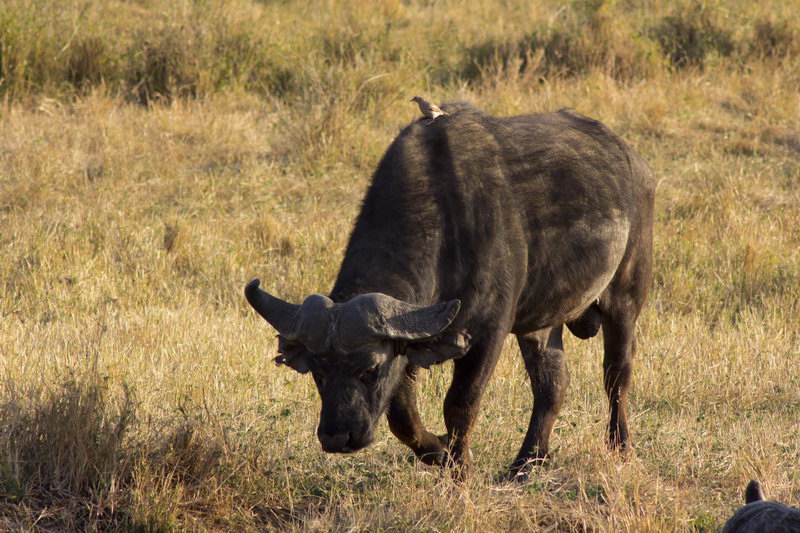 африканский буйвол 