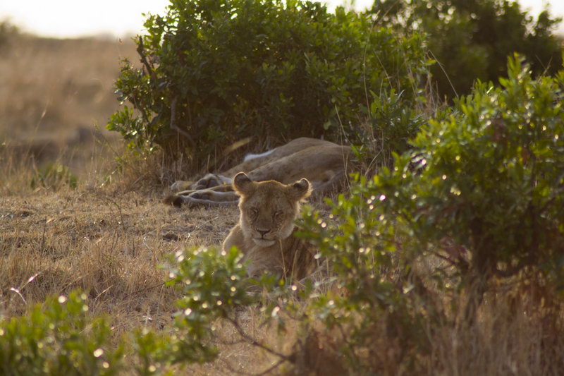 львы в Африке