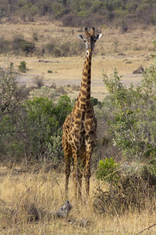 животные Африки жирафы