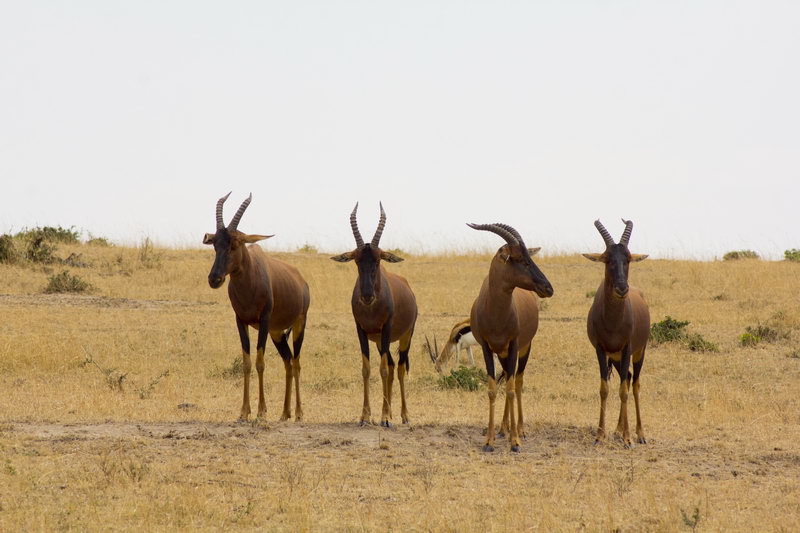 антилопы Кения