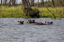 сафари в Кении, бегемоты