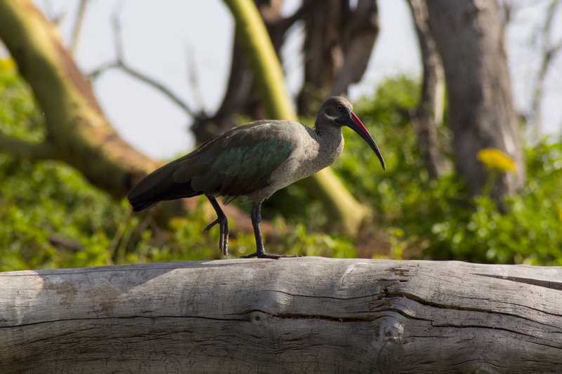 Птица Хагедаш на озере Найваша, Кения