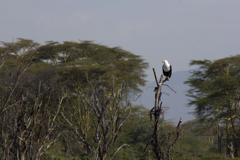 Орлан крикун во время сафари на озере Найваша, Кения