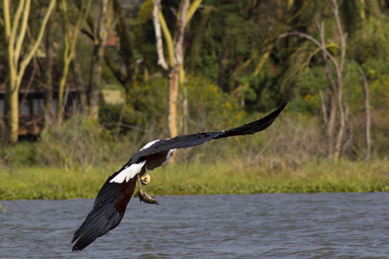 Охота орлана крикуна на озере Найваша, Кения