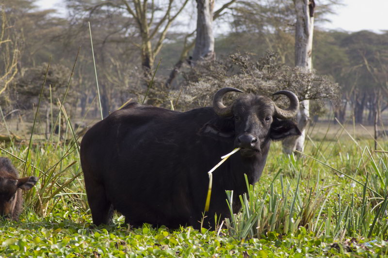 Жующий буйвол