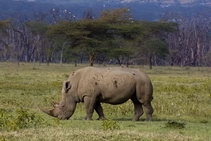 носороги в Африке