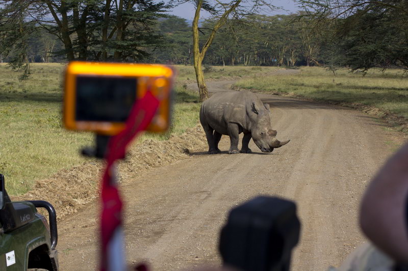 носорог в Африке фотографии