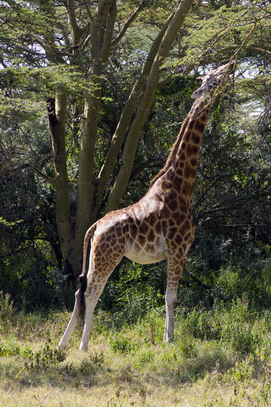 дикий жираф