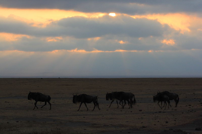 Антилопы гну на рассвете, сафари, НгороНгоро